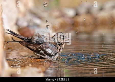 Chinchard commun (Fringilla coelebs) se baignant dans l'eau. Banque D'Images