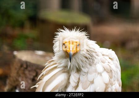 Le vautour égyptien est un vautour de taille moyenne trouvé en Afrique, en Europe et en Asie. Il est connu pour son plumage blanc, ses ailes noires et son bec jaune Banque D'Images