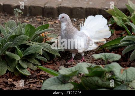 Colombe à queue d'éventail/pigeon famille Columbidae, queue en forme d'éventail 30 - 40 plumes populaire race fantaisie mutation pigeon dentelle soyeuse queue d'éventail oiseau sauvage automne Royaume-Uni Banque D'Images