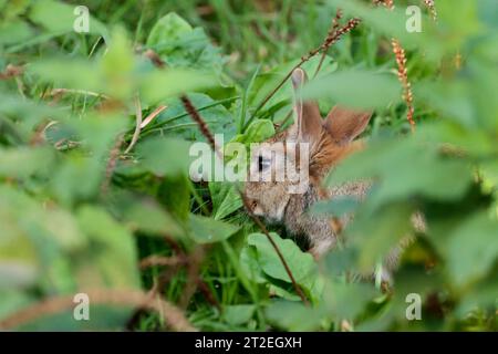 Lapin Oryctolagus cunniculus, fourrure grise et brune longues oreilles grands yeux vus ici se nourrissant dans le couvert de la végétation partiellement caché des zones molles de premier plan Banque D'Images