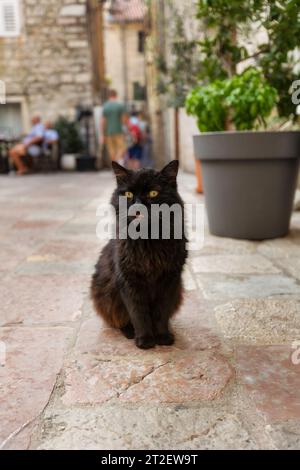 Chat noir assis sur un trottoir dans la vieille ville de Kotor, Monténégro, gros plan Banque D'Images