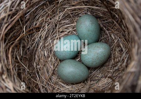 Quatre œufs blackbird dans le nid. Banque D'Images