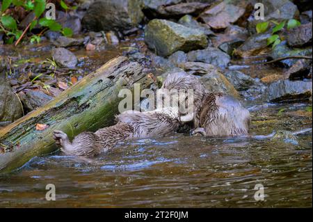 Paire de loutre eurasienne (Lutra lutra) jouant ensemble dans l'eau, forêt bavaroise, Allemagne. Banque D'Images