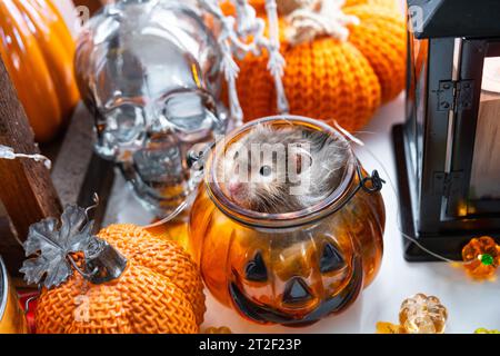 Hamster moelleux rigolo shaggy assis à l'intérieur d'une citrouille dans le trou rond découpé et mâche la citrouille dans un décor d'Halloween parmi les guirlandes, les lanternes, les bougies. Banque D'Images