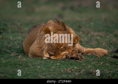 Jeune lion mâle endormi sur l'herbe Banque D'Images