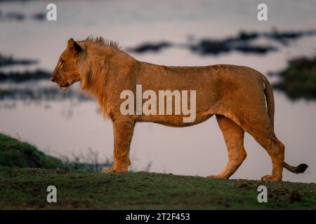 Jeune lion mâle se tient sur la rive d'herbe Banque D'Images