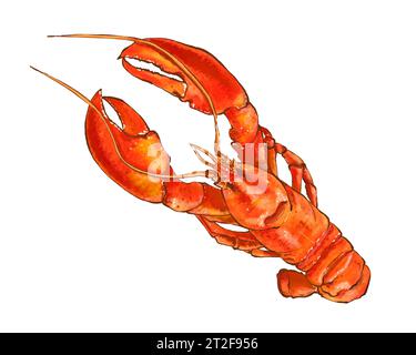 Illustration aquarelle de fruits de mer, homard rouge isolé sur fond blanc. Illustration dessinée à la main dans un style réaliste. Banque D'Images