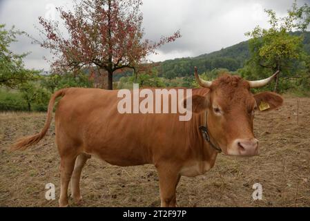 Limpurg bovins, bétail, race bovine, agriculture, Schwaebisch Hall, Hohenlohe, Kochertal, Heilbronn-Franken, Baden-Wuerttemberg, Allemagne Banque D'Images