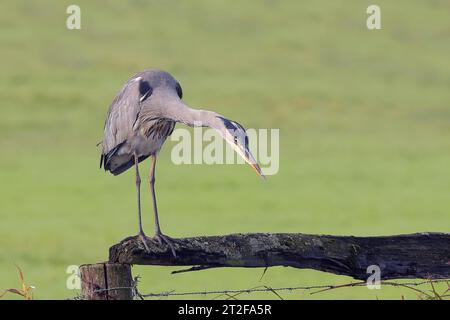 Héron gris (Ardea cinerea) debout attentivement sur une ancienne clôture de pâturage, Ochsen Moor, parc naturel de Duemmer, Basse-Saxe, Allemagne Banque D'Images