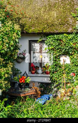 Maison de chaume couverte de lierre dans le village de pêcheurs de Wieck, Greifswald, Mecklembourg-Poméranie occidentale, Allemagne Banque D'Images