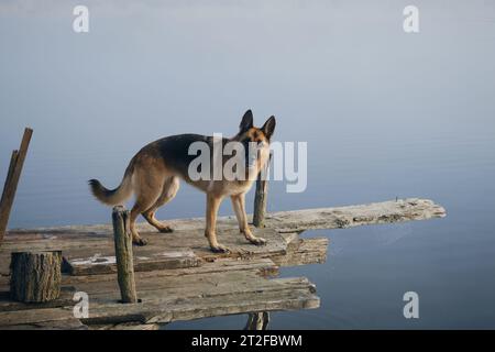 Beau chien de race pure se tient sur une jetée en bois un matin d'automne brumeux au-dessus d'un lac ou d'une rivière. Un berger allemand pose debout sur le bord de la bri Banque D'Images