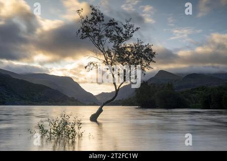 Arbre dans l'eau, Llyn Padarn, lever du soleil, Snowdonia National Park, pays de Galles, grande-Bretagne Banque D'Images