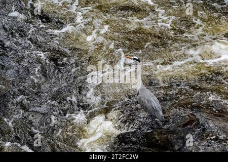 Héron gris (Ardea cinerea), assis sur la pierre, pays de Galles, Grande-Bretagne Banque D'Images