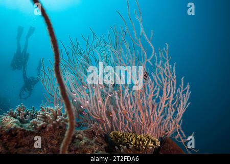 Un beau corail avec de petits poissons argentés et les silhouettes de deux plongeurs au loin Banque D'Images