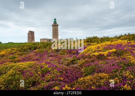 Fleurs violettes et jaunes en été dans Phare du Cap Fréhel, c'est un phare maritime à cotes-dÂ Armor France. À la pointe du Cap Fréhel Banque D'Images