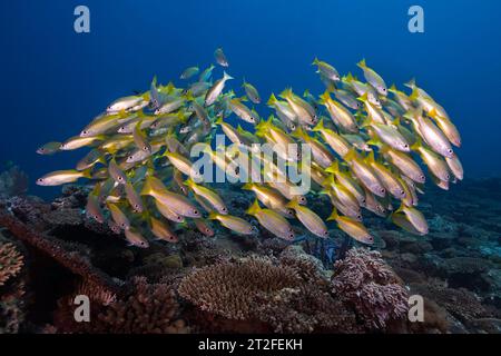 Un banc de poissons vivaneaux jaunes ou bigeyles (Lutjanus lutjanus) jaune avec des rayures légères nageant au-dessus du récif corallien Banque D'Images