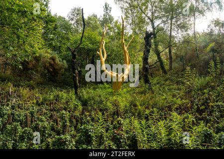 Arbre Dor dans la forêt de Brocéliande, forêt mystique française située dans le département d'Ille et Vilaine, Bretagne, près de Rennes. France Banque D'Images