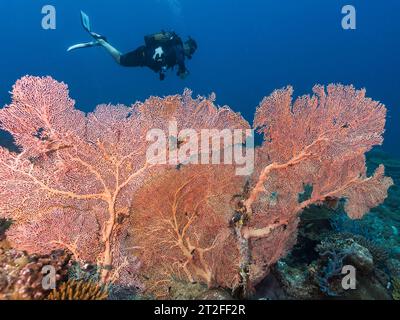 Un très grand corail gorgonien fan de mer en eau profonde avec un plongeur mâle nageant au loin derrière lui Banque D'Images