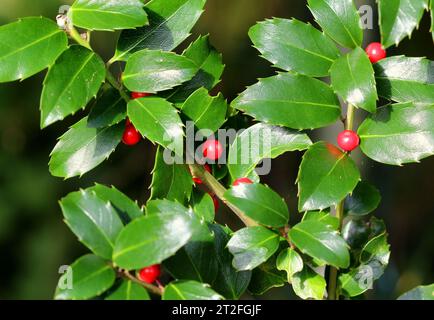 Ilex x meserveae 'Blue Maid' Holly Bush avec des baies Banque D'Images