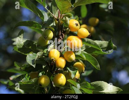 Le fruit jaune du Hornet doré Malus Banque D'Images