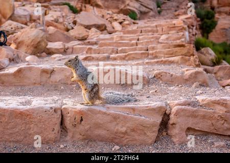 Un écureuil jouant avec les touristes dans South Kaibab Trailhead. Grand Canyon, Arizona Banque D'Images