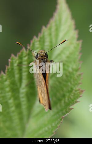 petit papillon skipper assis sur une feuille au soleil pour se réchauffer Banque D'Images