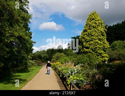 Femme âgée marchant dans Golden Acre Park, Bramhope, près de Leeds, West Yorkshire, Angleterre Royaume-Uni Banque D'Images