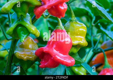 La couronne de l'évêque, la cloche de Noël, ou chapeau de joker, est un poivre, un cultivar de l'espèce Capsicum baccatum var. pendule Banque D'Images