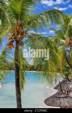 Vue entre les feuilles de palmier et les frondes de palmier à un petit lagon bleu en face d'une plage avec des palmiers cocotiers (Cocos nocifera) au premier plan Banque D'Images