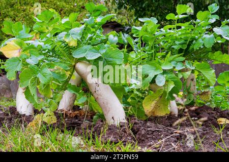 Daikon dans le lit dans des conditions naturelles. Légume-racine dans le sol Banque D'Images