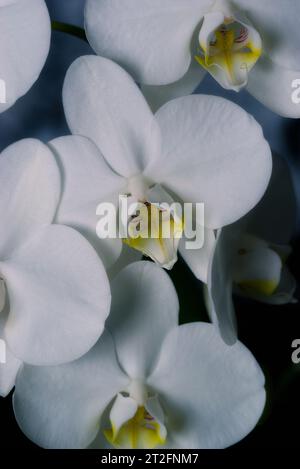 Fleurs d'orchidée blanche (Phalaenopsis amabilis), orchidée papillon Banque D'Images