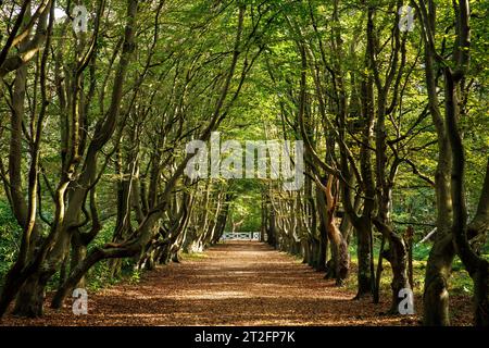 Pays-Bas, allée de hêtres à la réserve naturelle de Manteling près d'Oostkapelle sur la péninsule de Walcheren. Niederlande, Buchenallee im Naturschutzgebiet Banque D'Images