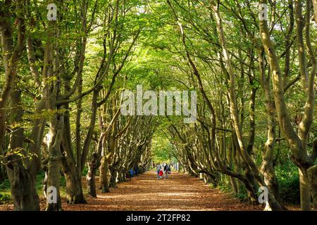 Pays-Bas, allée de hêtres à la réserve naturelle de Manteling près d'Oostkapelle sur la péninsule de Walcheren. Niederlande, Buchenallee im Naturschutzgebiet Banque D'Images