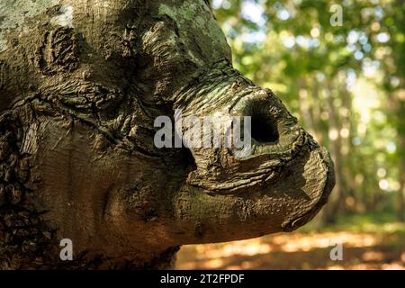 Hêtre gnarled avec un visage dans la réserve naturelle de Manteling près de Oostkapelle sur Walcheren, Zeeland, pays-Bas knorrige Buche mit Gesicht im Naturs Banque D'Images