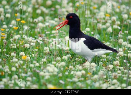 Oystercatcher (Haematopus ostralegus) sur les prairies de Machair en saison de reproduction dans la réserve naturelle RSPB Balranald, North Uist, Écosse Banque D'Images