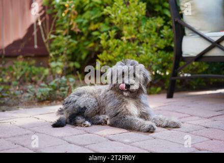 Chiot moelleux allongé sur le sol dans le jardin avec sa langue dehors Banque D'Images