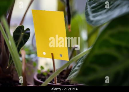 Moucherons collés sur le piège collant jaune gros plan. Flypaper pour les insectes nuisibles Sciaridae dans le jardin de la maison Banque D'Images
