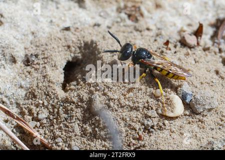 Bienenwolf, Am Nest, Nisteingang, Neströhre, Niströhre, Philanthus triangulum, Philanthus apivorus, beewolf européen, beewolf, philanthus mangeur d’abeilles, Banque D'Images