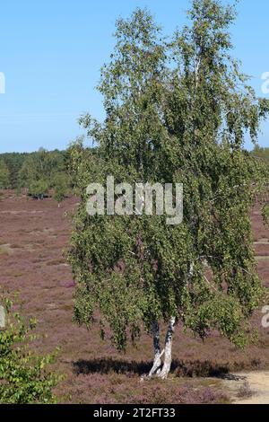 Hänge-Birke, Sand-Birke Hängebirke, Birke,, Betula pendula, bouleau blanc, bouleau blanc Banque D'Images