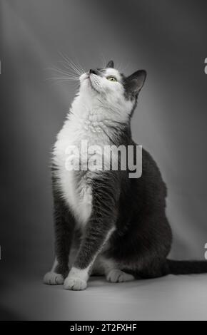 chat gris et blanc posant pour une photo dans un studio Banque D'Images