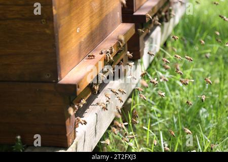 Essaims d'abeilles à l'entrée d'abeilles d'une abeille à miel fortement peuplée, volant dans l'air d'été Banque D'Images