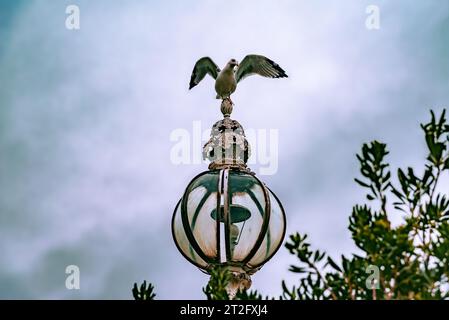 Une mouette se trouve sur la lanterne du palais de Dolmabahce. Istanbul. Turquie Banque D'Images