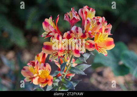 Alstroemeria 'été indien', lys St Martin's ou lys péruvien en fleur. Banque D'Images