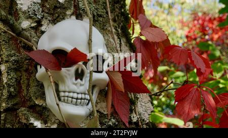 Masque de mort sur un bouleau avec de la vigne sauvage rouge Banque D'Images