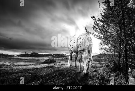 Cheval blanc taché paissant dans l'herbe à côté d'une clôture Banque D'Images