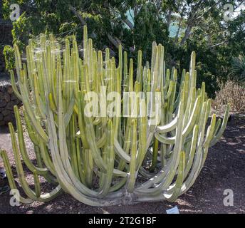 Güímar, Tenerife, Comunidad Autonoma des Canarias, Espagne. Güímar Pyramides. Le jardin botanique dans la région. Euphorbia canariensis, communément connu sous le nom d'euphorbia canariensis, club Hercules ou en espagnol cardón, est un membre du genre Euphorbia et de la famille Euphorbiaceae, endémique aux îles Canaries. Banque D'Images