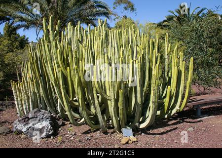 Güímar, Tenerife, Comunidad Autonoma des Canarias, Espagne. Güímar Pyramides. Le jardin botanique dans la région. Euphorbia canariensis, communément connu sous le nom d'euphorbia canariensis, club Hercules ou en espagnol cardón, est un membre du genre Euphorbia et de la famille Euphorbiaceae, endémique aux îles Canaries. Banque D'Images