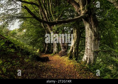 Lumière du soleil illuminant un chemin boisé bordé d'arbres au début de l'automne, CWM Peris, Llanon, Ceredigion, pays de Galles, ROYAUME-UNI Banque D'Images