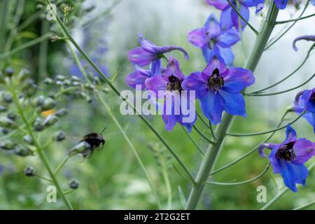 Bumblebee vole vers le delphinium bleu vif dans le jardin ensoleillé Banque D'Images