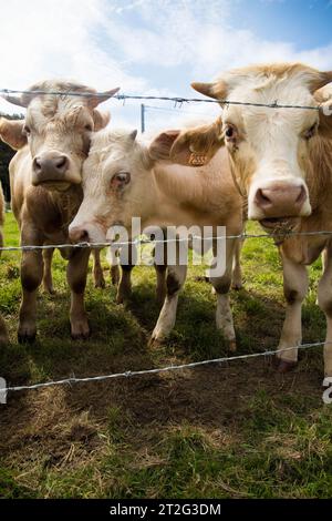 Brown Jersey race des vaches et des veaux regardant à travers le fil barbelé depuis le pâturage. Normandie, France. Tir vertical. Banque D'Images